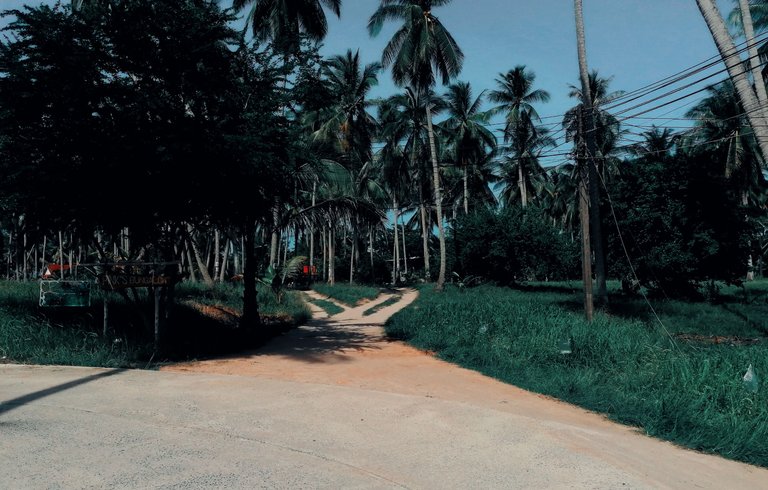 400 years old tree walk 23.jpg