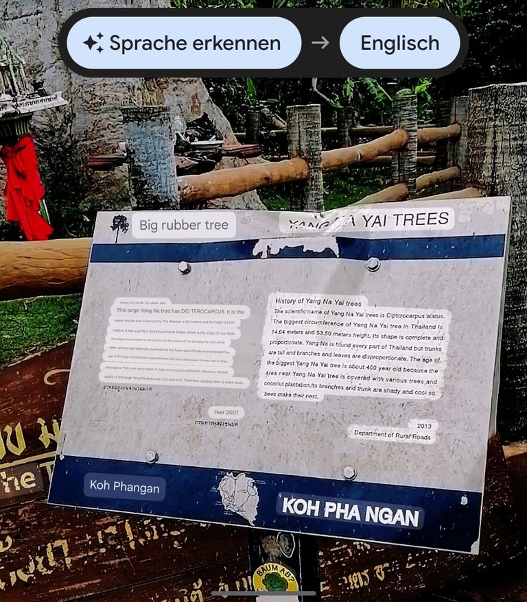 400 years old tree walk translate English 3.jpg