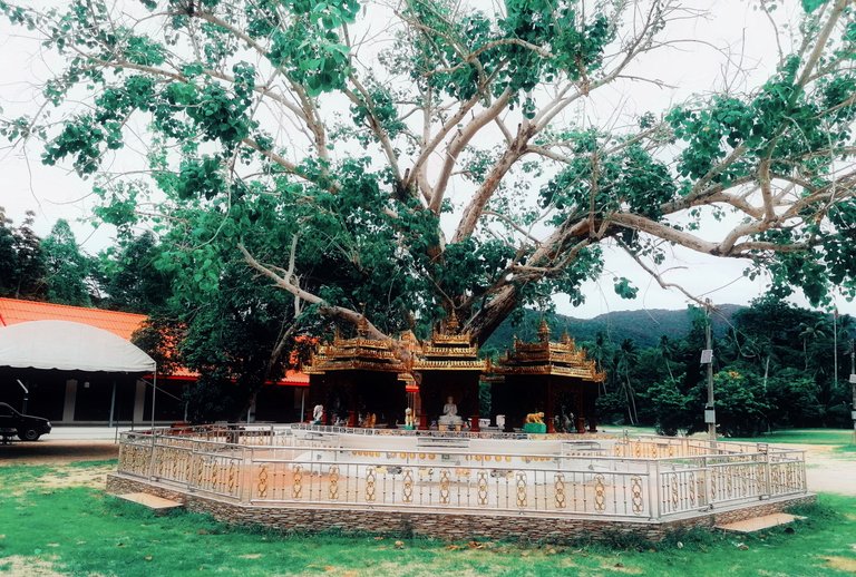 400 years old tree walk 10.jpg