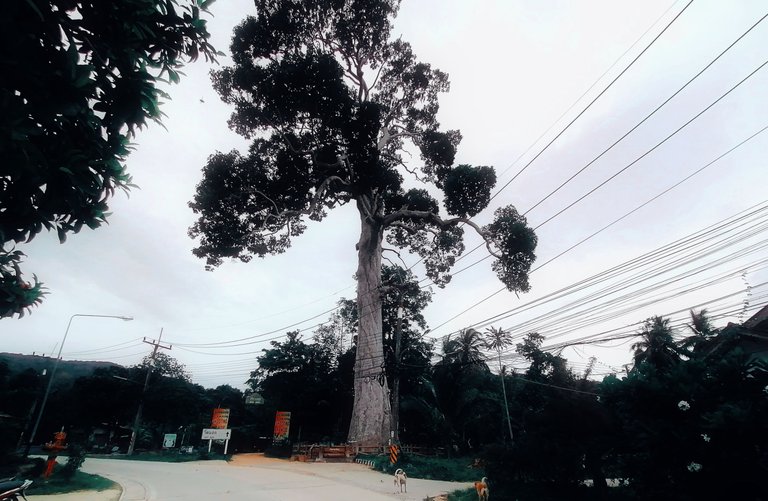 400 years old tree walk 14.jpg