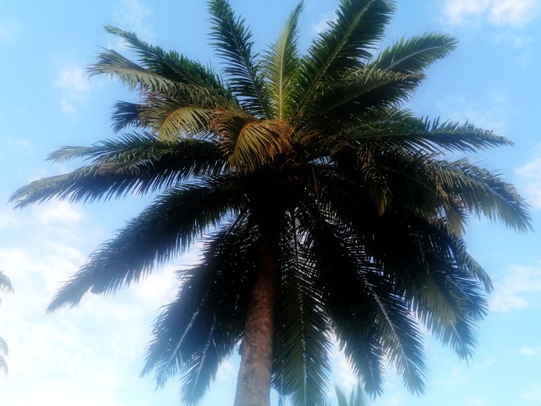 thailand palms 2.jpg