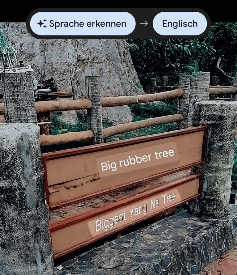 400 years old tree walk translate English 1.jpg