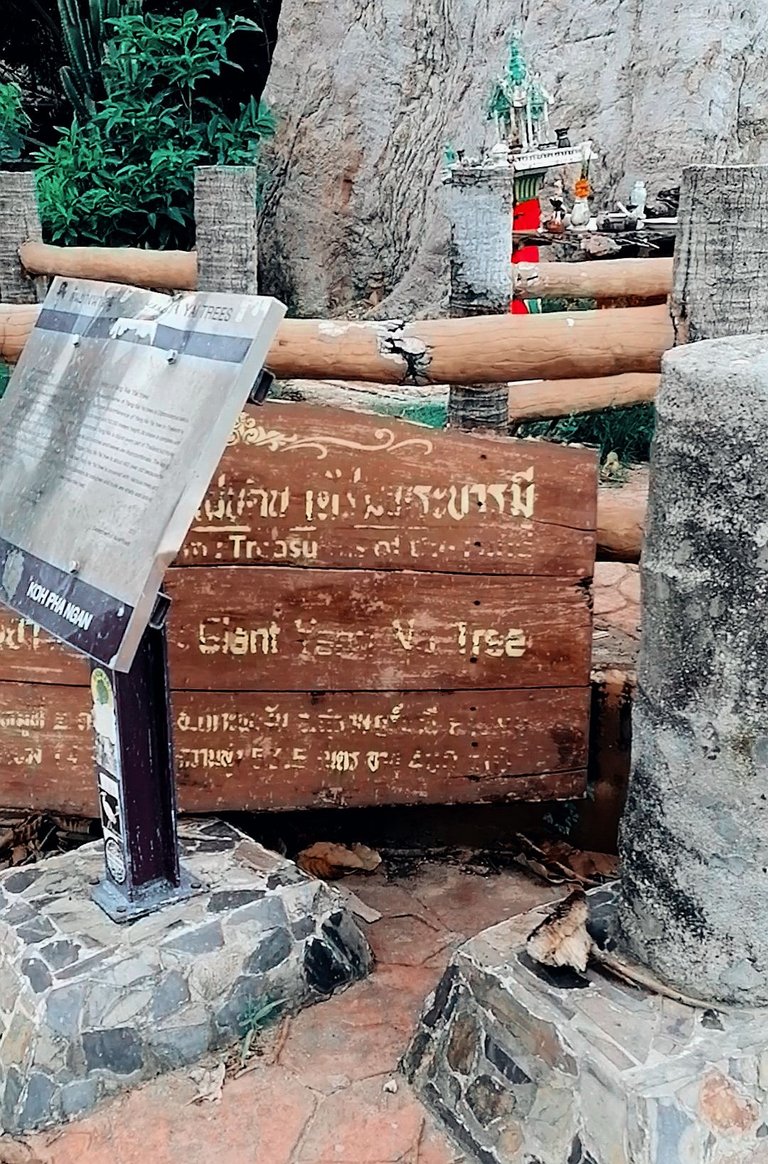 400 years old tree walk 16.jpg