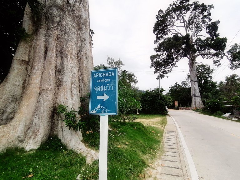 400 years old tree walk 13.jpg