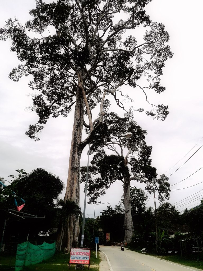 400 years old tree walk 12.jpg