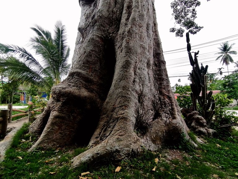 400 years old tree walk 21.jpg