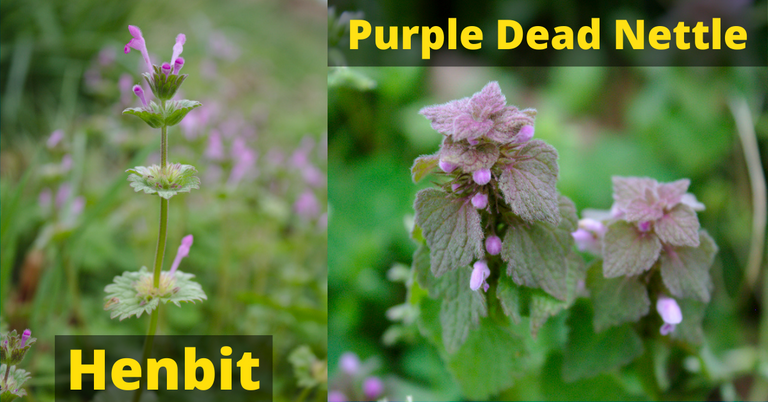 Henbit.png