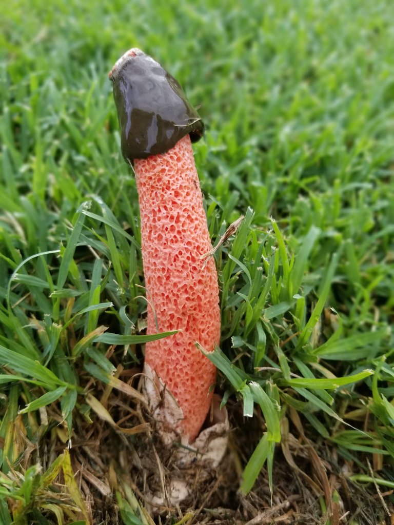 Phallus_rubicundus_(Bosc)_Fr_892670.jpeg