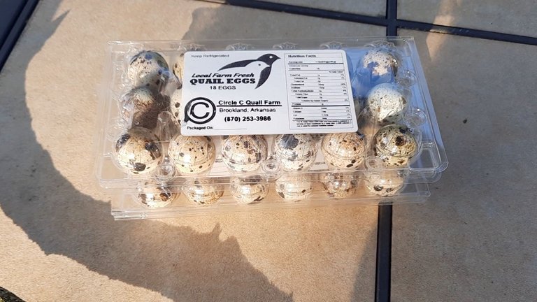 surprise quail eggs.jpg