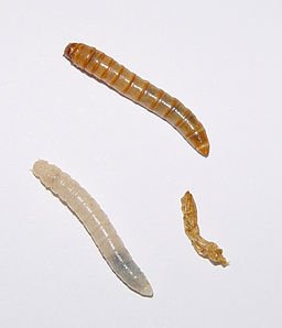 256pxTenebrio_molitor_larvae 1.jpg