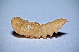 Mealworm_pupa,_Tenebrio_molitor_16712886741.jpg