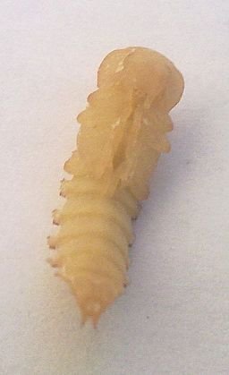 256pxTenebrio_molitor__pupa.jpg