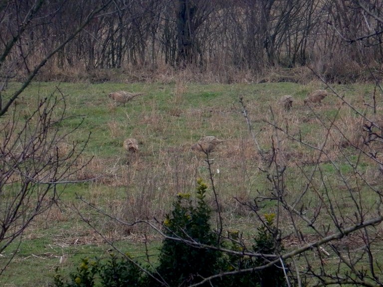 Family of pheasant females