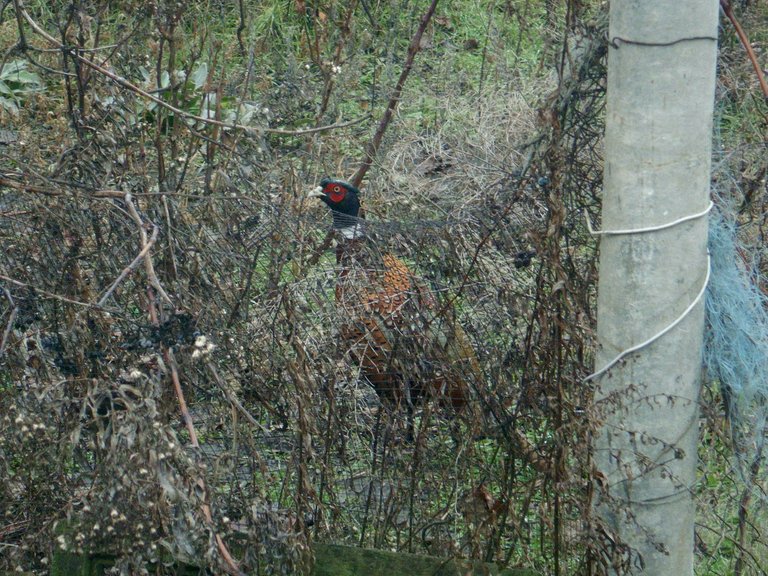 Pheasant male