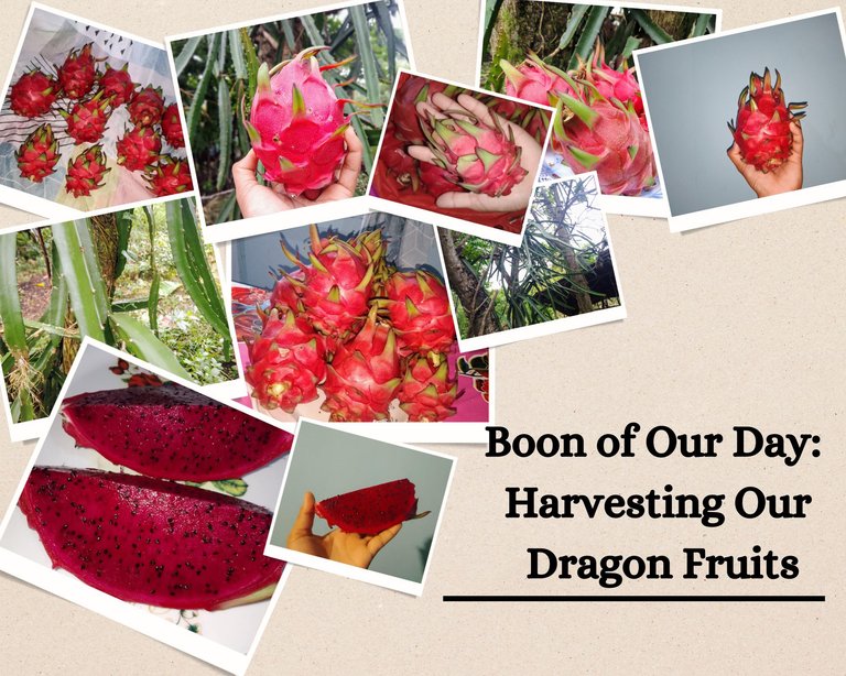 Boon in Our Day Harvesting Our Dragon Fruits_20240921_113957_0000.png