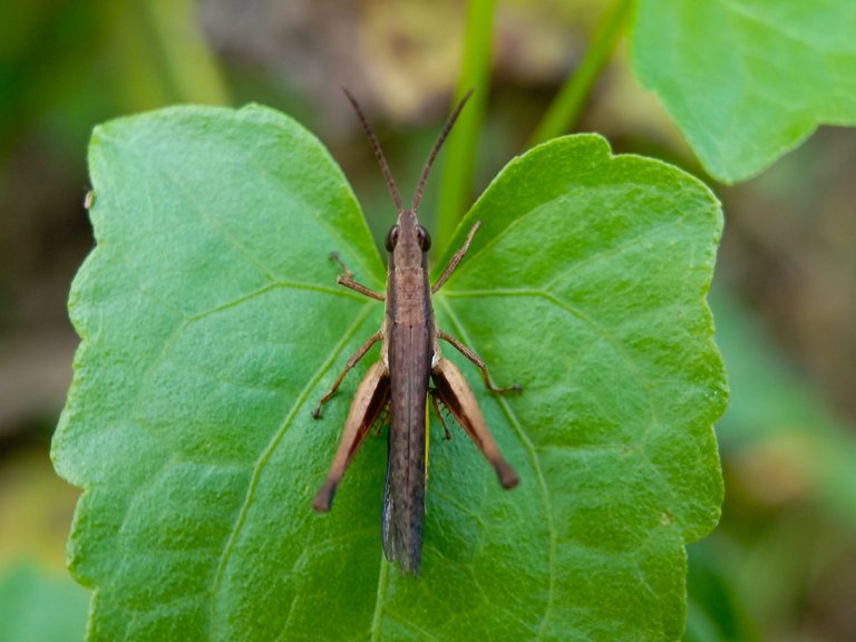 Silent Slant-Faced Grasshopper