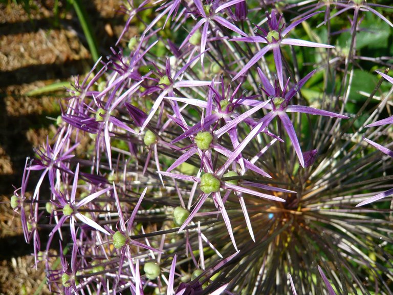 AIL ornemental 1.JPG