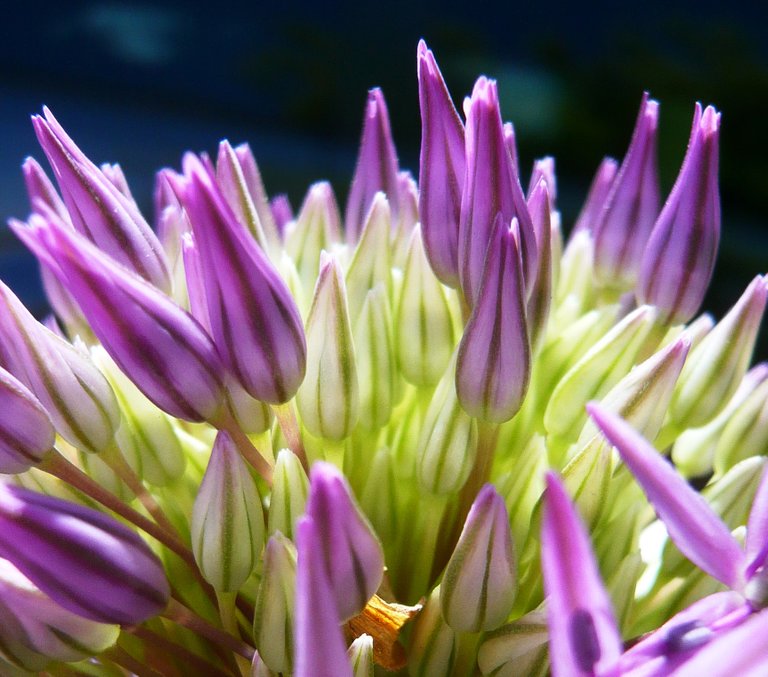 AIL ornemental 16.JPG