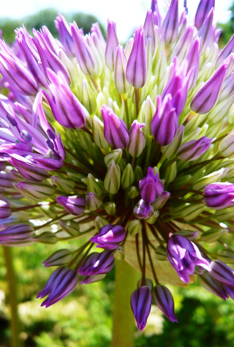 AIL ornemental 11.JPG