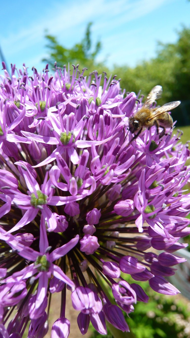 AIL Ornemental ABEILLE 2.JPG