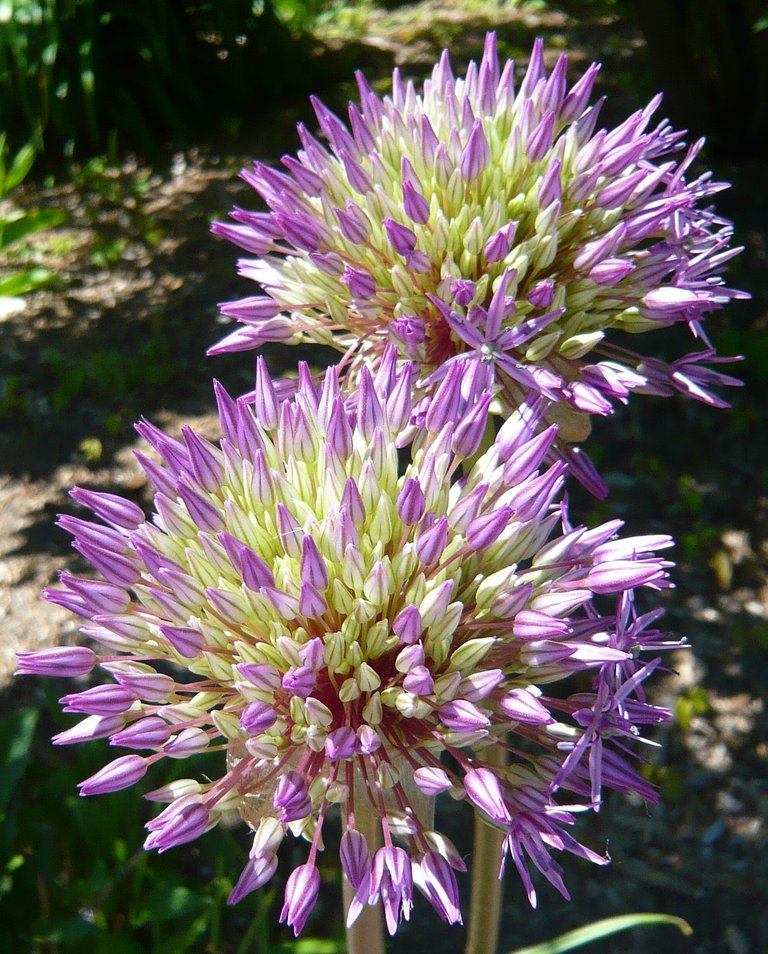 AIL ornemental 7.JPG