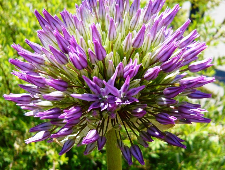AIL ornemental 9.JPG