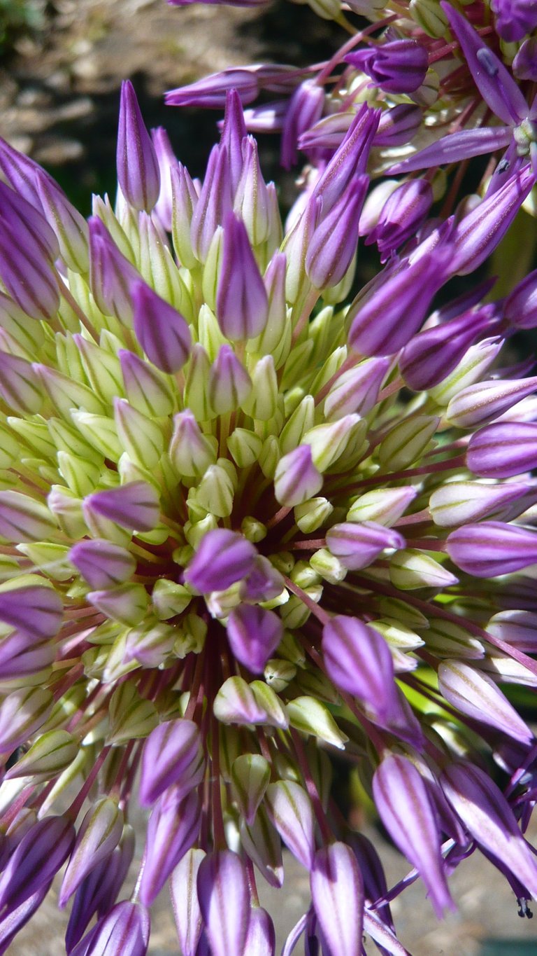 AIL ornemental 15.JPG