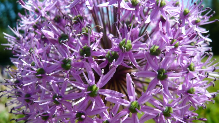 AIL ornemental 12.JPG