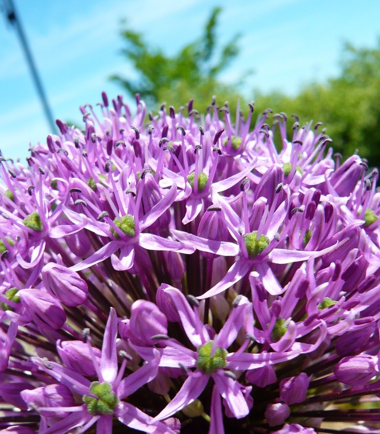 AIL ornemental 6.JPG