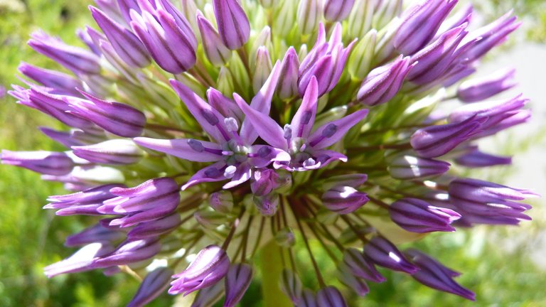 AIL ornemental 10.JPG