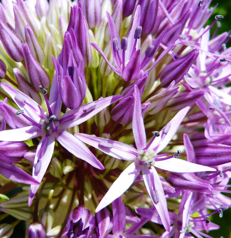 AIL ornemental 14.JPG