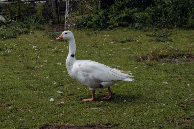 DSCF1124.jpg