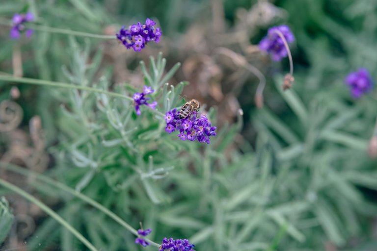 DSCF7594.jpg