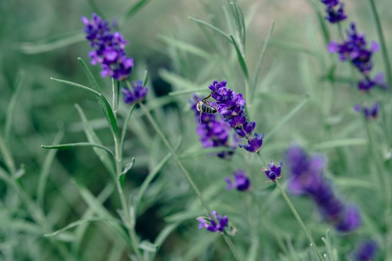 DSCF7593.jpg