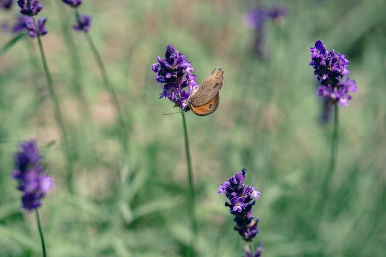 DSCF7584.jpg