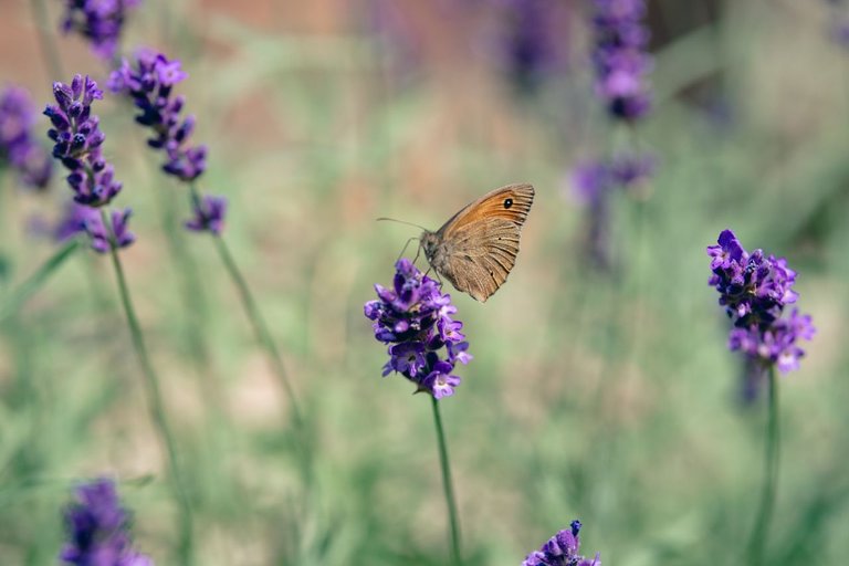 DSCF7580.jpg