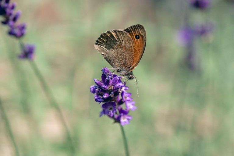 DSCF7582.jpg