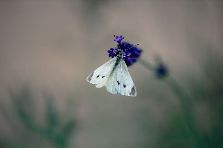 DSCF7560.jpg