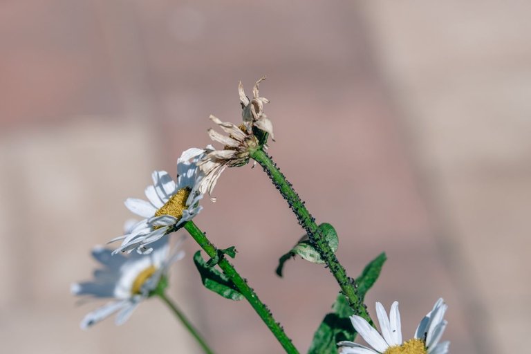 DSCF7599.jpg