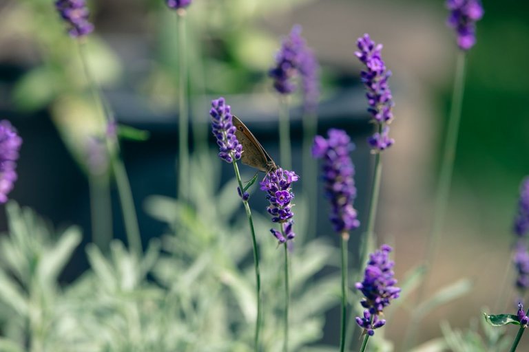 DSCF7585.jpg