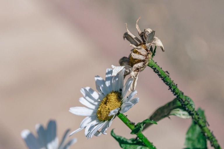 DSCF7601.jpg