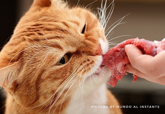 Gato-comiendo-01.jpeg