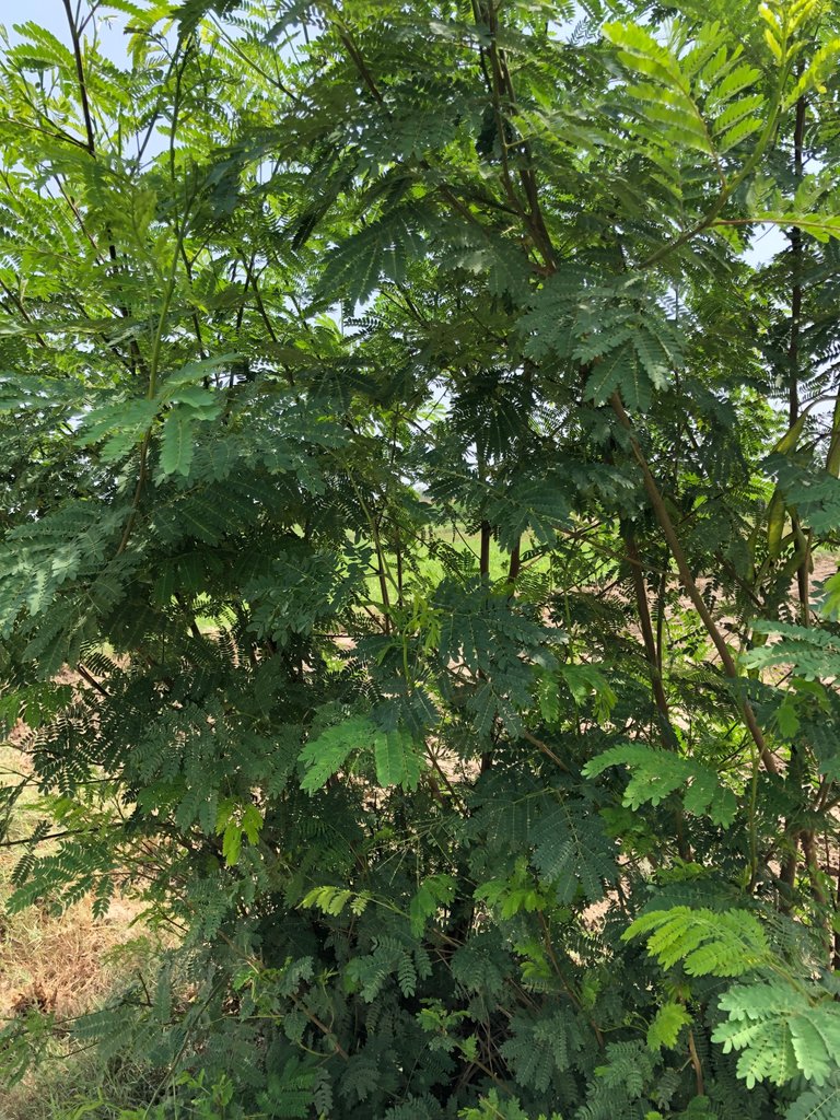 IMG_0349.jpeg
