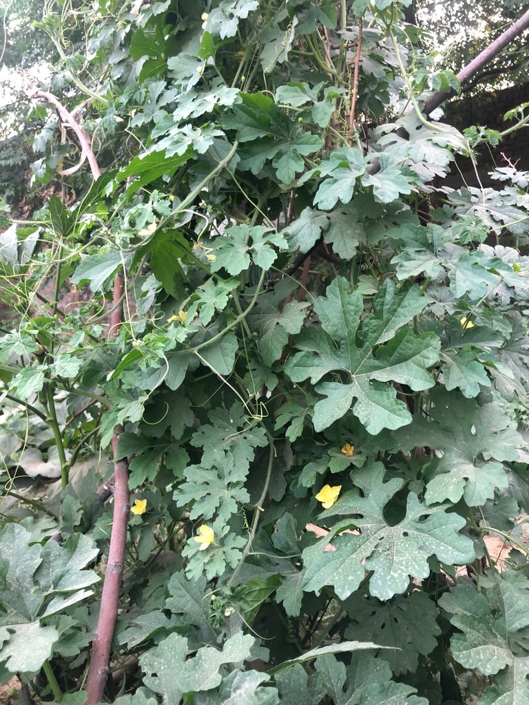 IMG_0064.jpeg