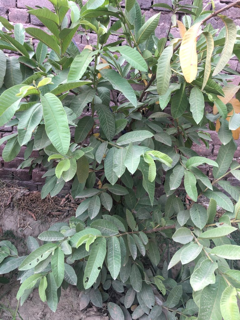 IMG_0060.jpeg