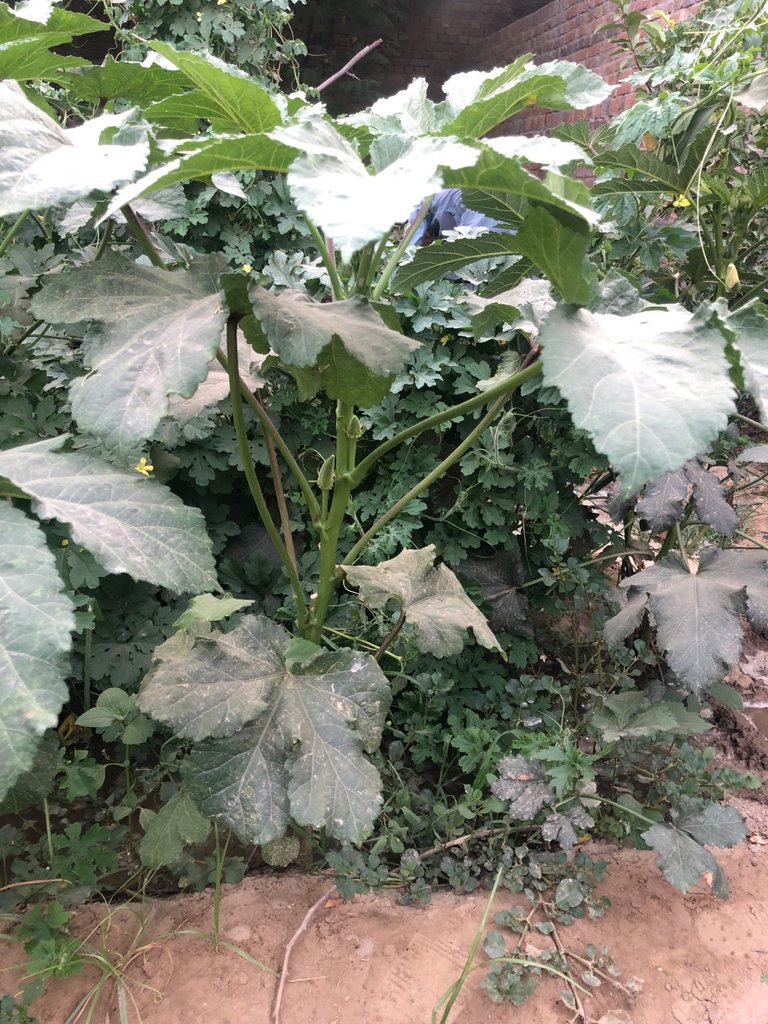 IMG_0062.jpeg