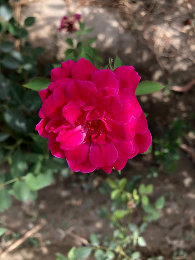 IMG_0474.jpeg
