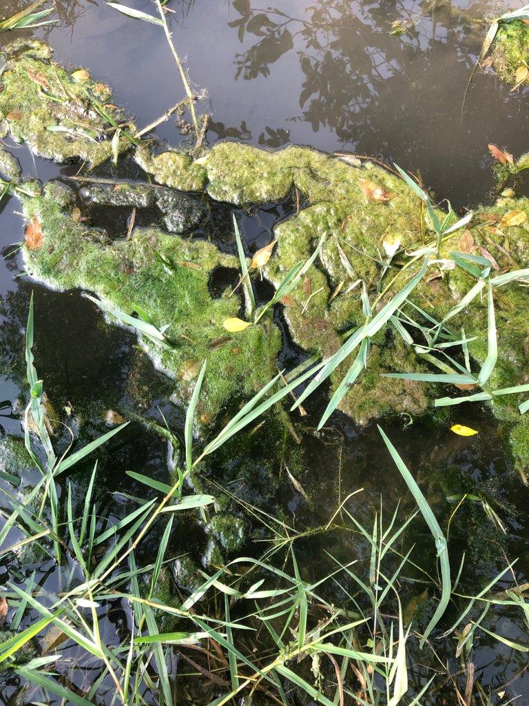 IMG_0079.jpeg