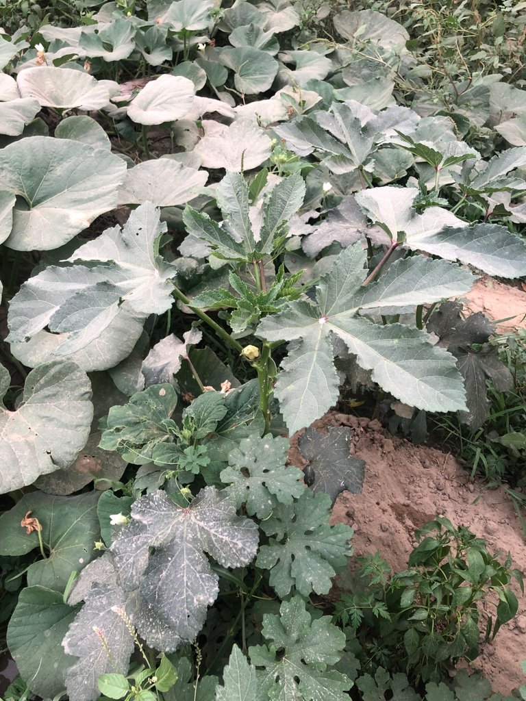 IMG_0068.jpeg