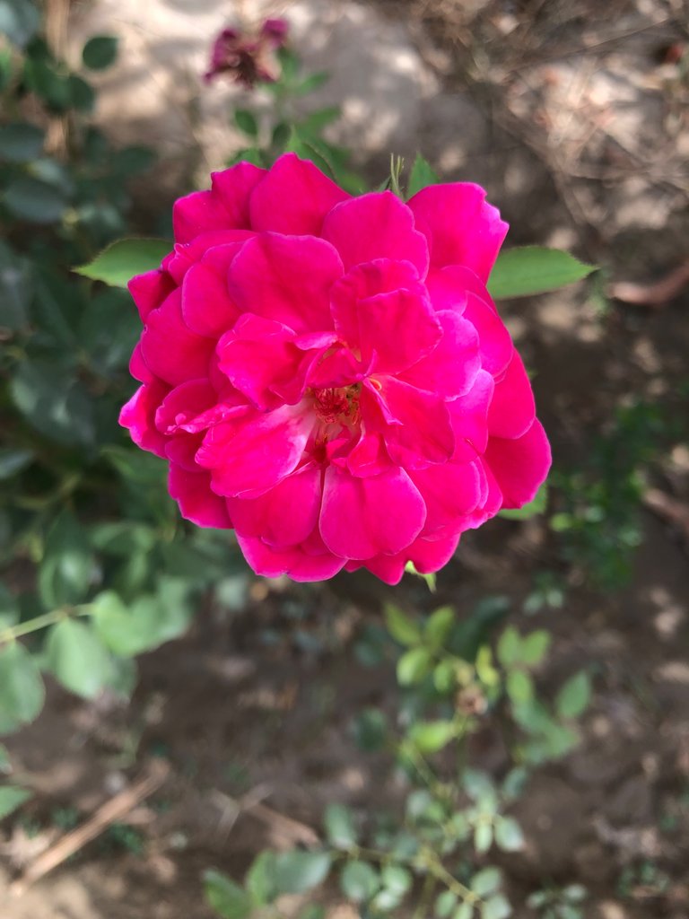 IMG_0473.jpeg